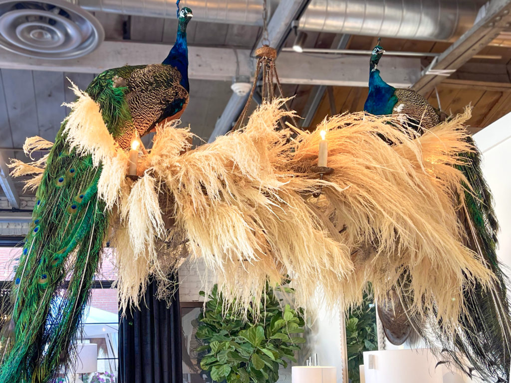 Peacocks Display at the Gabby Showroom